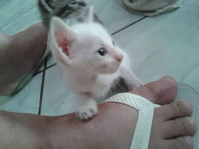 Gato ra a  idade Abaixo de 2 meses nome Pingo