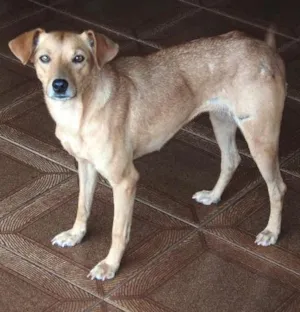 Cachorro raça SRD idade  nome Linda menina
