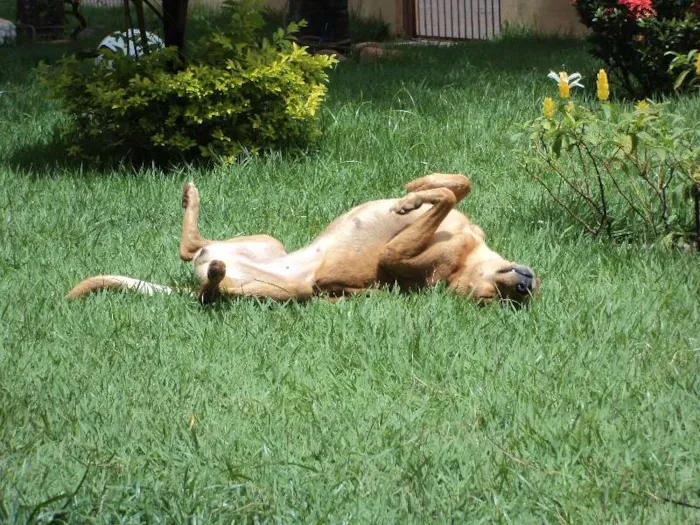Cachorro ra a SRD idade  nome Linda menina