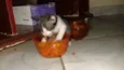 Lili