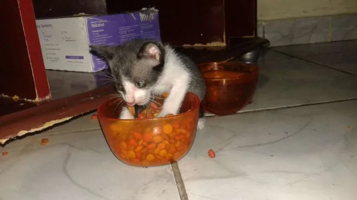 Gato ra a  idade Abaixo de 2 meses nome Lili