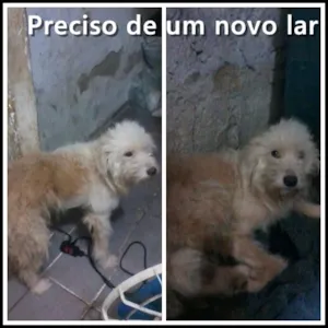 Cachorro raça vira-lata idade 6 ou mais anos nome Pudim