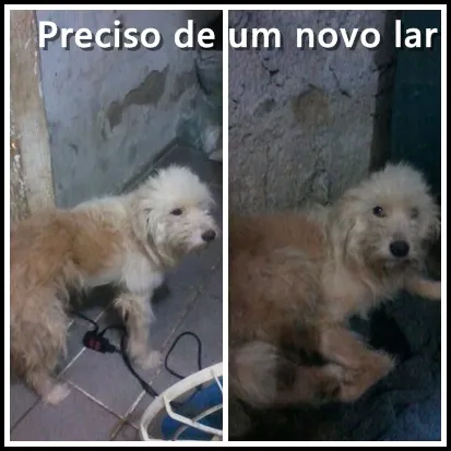 Cachorro ra a vira-lata idade 6 ou mais anos nome Pudim