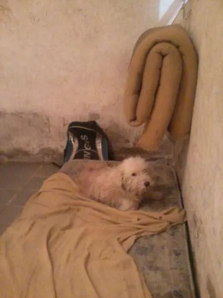 Cachorro ra a vira-lata idade 6 ou mais anos nome Pudim