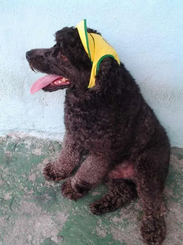 Cachorro ra a Poodle idade 3 anos nome Nidy