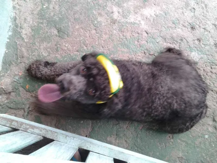 Cachorro ra a Poodle idade 3 anos nome Nidy