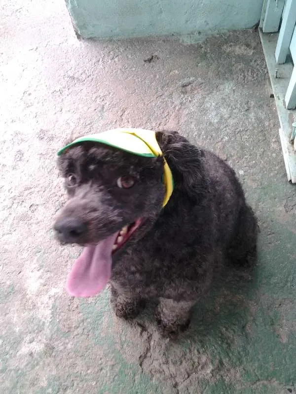 Cachorro ra a Poodle idade 3 anos nome Nidy