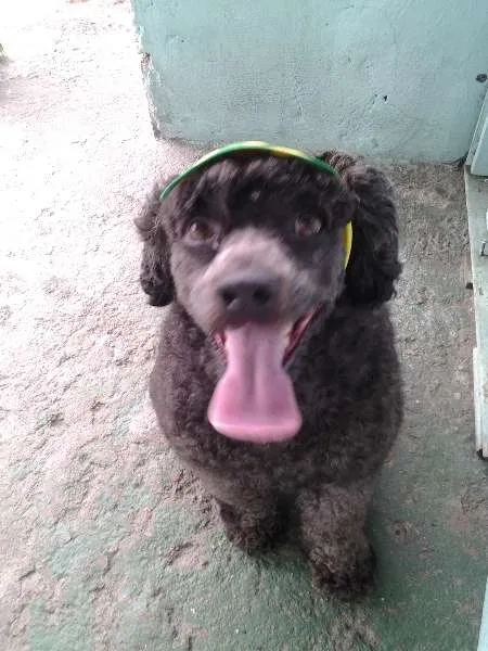 Cachorro ra a Poodle idade 3 anos nome Nidy