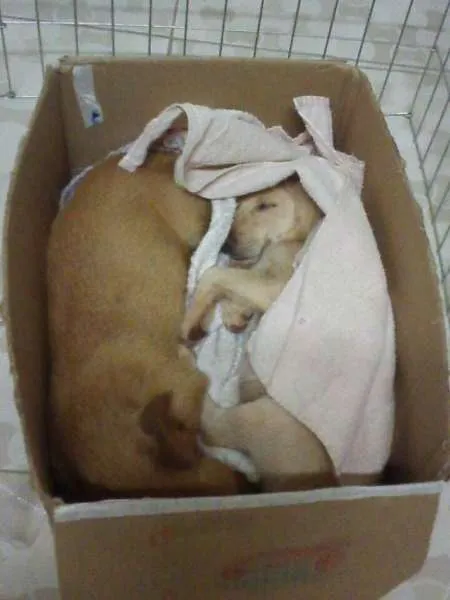 Cachorro ra a  idade 2 a 6 meses nome Duque