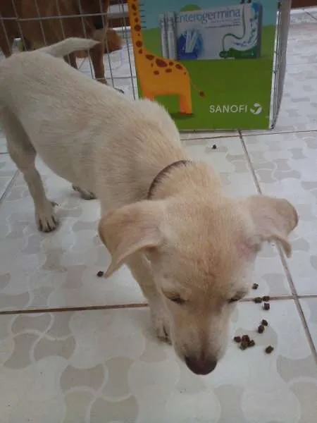 Cachorro ra a  idade 2 a 6 meses nome Duque