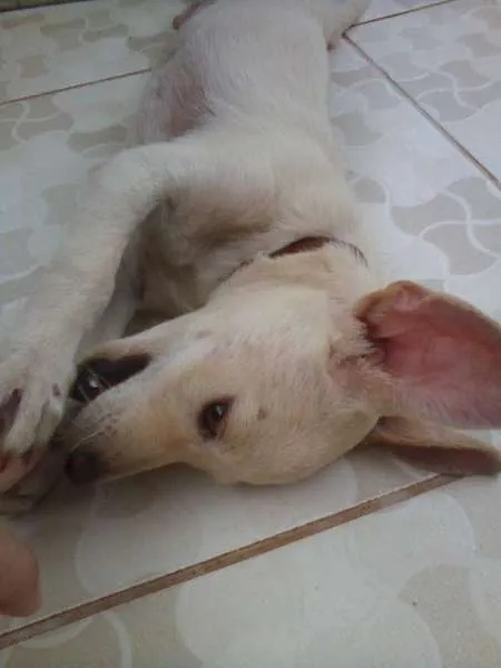 Cachorro ra a  idade 2 a 6 meses nome Duque