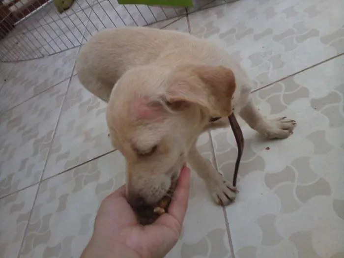 Cachorro ra a  idade 2 a 6 meses nome Duque