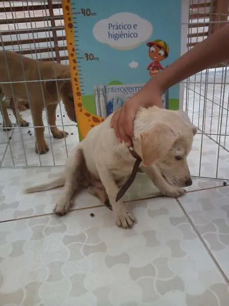 Cachorro ra a  idade 2 a 6 meses nome Duque