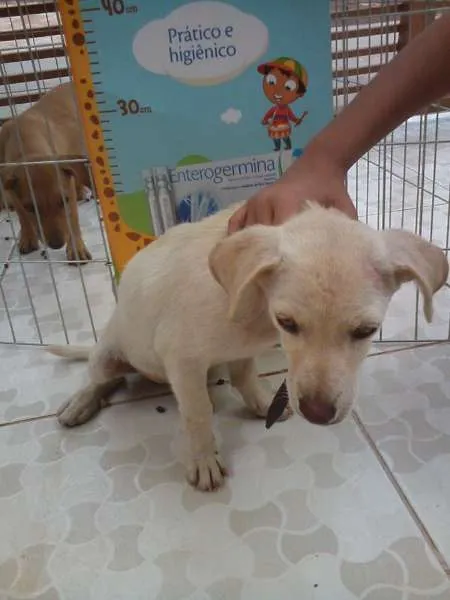 Cachorro ra a  idade 2 a 6 meses nome Duque