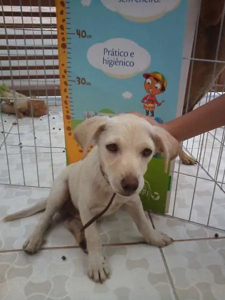 Cachorro ra a  idade 2 a 6 meses nome Duque