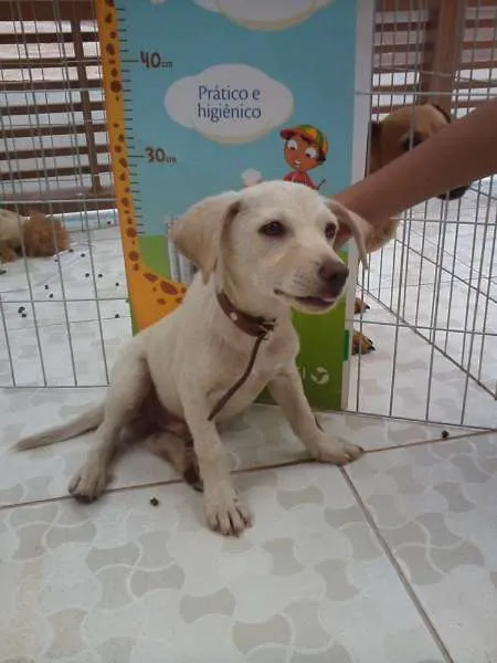 Cachorro ra a  idade 2 a 6 meses nome Duque