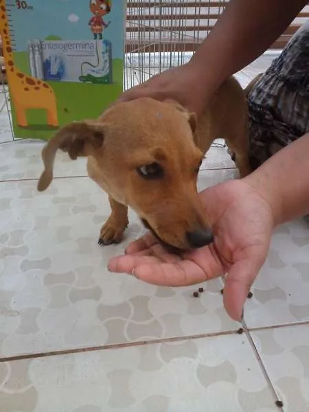 Cachorro ra a  idade 2 a 6 meses nome Marrie