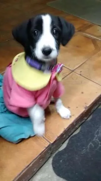 Cachorro ra a indefinida idade 2 a 6 meses nome Valentina