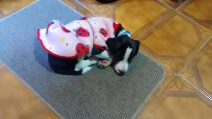 Cachorro ra a indefinida idade 2 a 6 meses nome Valentina