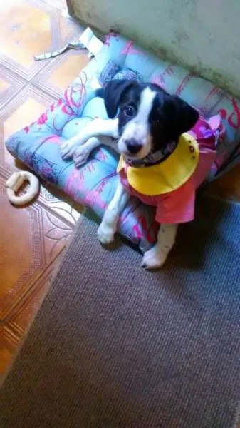 Cachorro ra a indefinida idade 2 a 6 meses nome Valentina