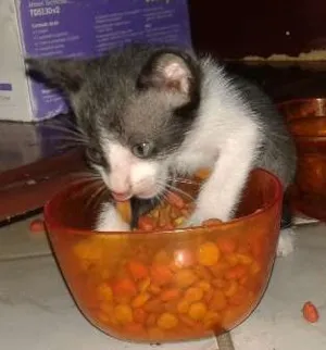 Gato raça  idade Abaixo de 2 meses nome Lili