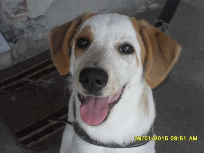Cachorro ra a Indefinida idade 2 a 6 meses nome Sapatão