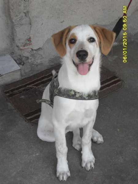 Cachorro ra a Indefinida idade 2 a 6 meses nome Sapatão