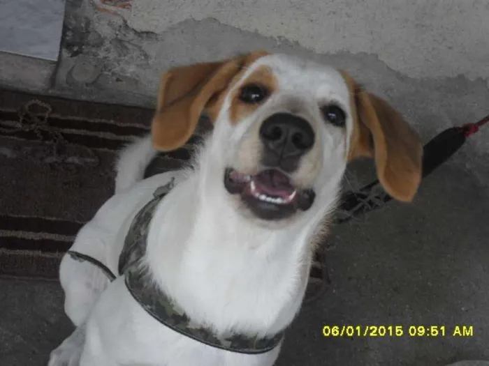 Cachorro ra a Indefinida idade 2 a 6 meses nome Sapatão