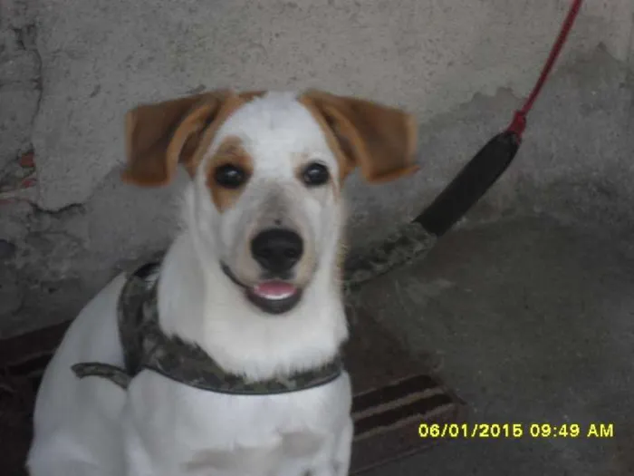 Cachorro ra a Indefinida idade 2 a 6 meses nome Sapatão