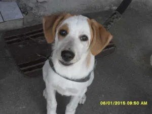Cachorro raça Indefinida idade 2 a 6 meses nome Sapatão