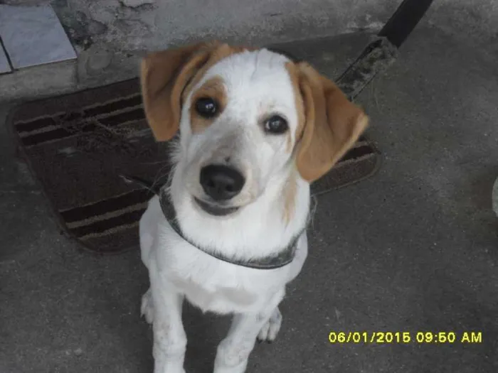 Cachorro ra a Indefinida idade 2 a 6 meses nome Sapatão