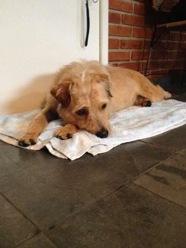 Cachorro ra a Vira-Lata idade 1 ano nome Jack