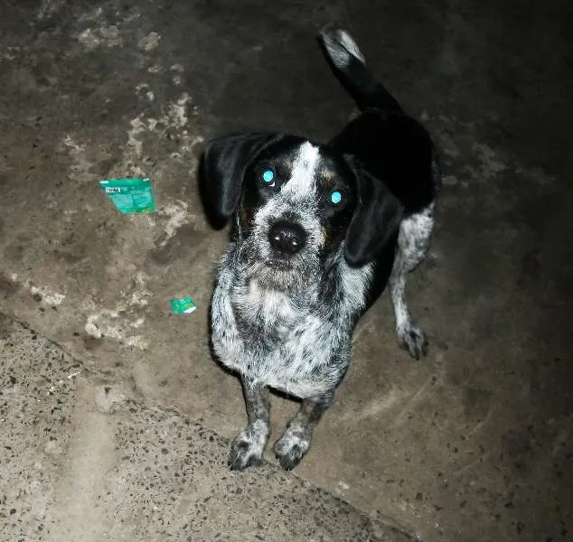 Cachorro ra a Mestiço de Beagle idade 1 ano nome Max