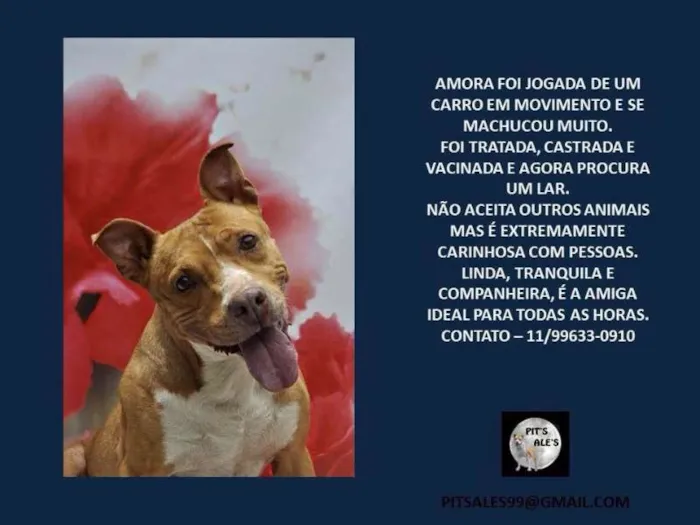 Cachorro ra a Pit-Bull idade 6 ou mais anos nome Amora