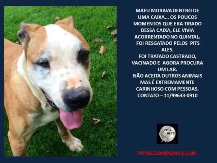 Cachorro ra a Pit-Bull idade 6 ou mais anos nome MALU