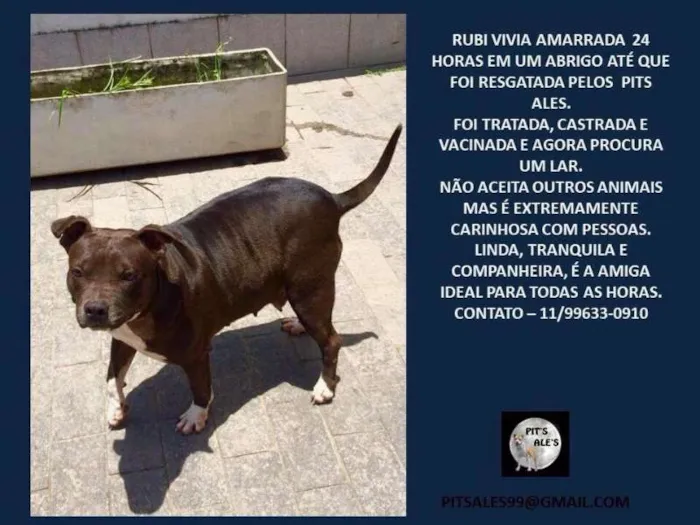 Cachorro ra a Pit-Bull idade 5 anos nome Rubi