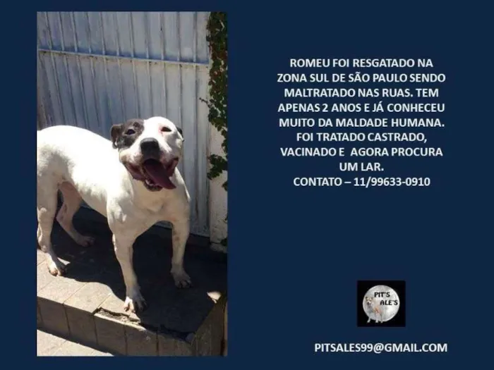 Cachorro ra a Pit idade 2 anos nome Romeu