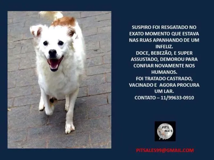 Cachorro ra a SRD idade 1 ano nome Suspiro