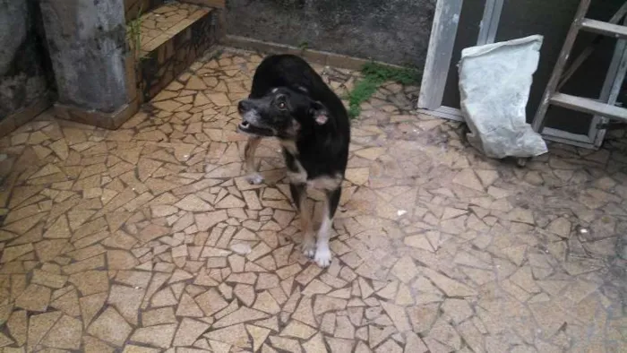 Cachorro ra a SRD idade 7 a 11 meses nome Negão