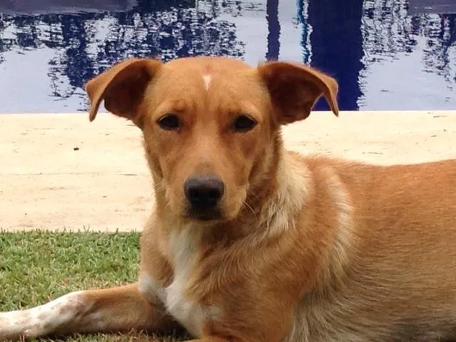 Cachorro raça SRD idade 2 anos nome Joana