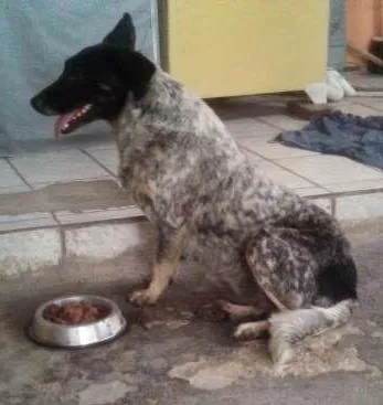 Cachorro raça SRD idade 1 ano nome Malhada