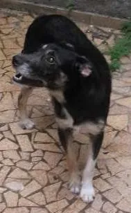 Cachorro raça SRD idade 7 a 11 meses nome Negão