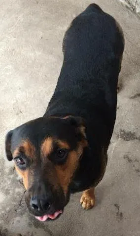 Cachorro raça Rottweiler  idade 1 ano nome Kiara