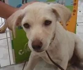 Cachorro ra a  idade 2 a 6 meses nome Duque