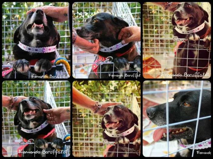 Cachorro ra a SRD idade 3 anos nome MAKEBA