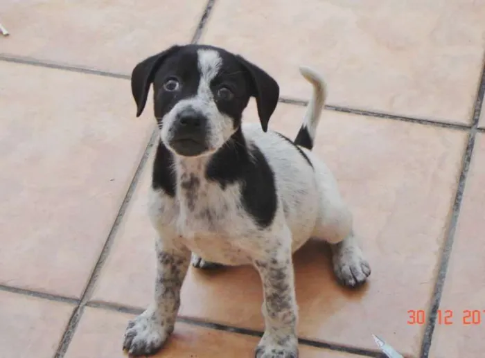 Cachorro ra a srd idade 2 a 6 meses nome ana rosa