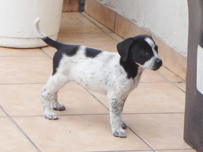 Cachorro ra a srd idade 2 a 6 meses nome ana rosa