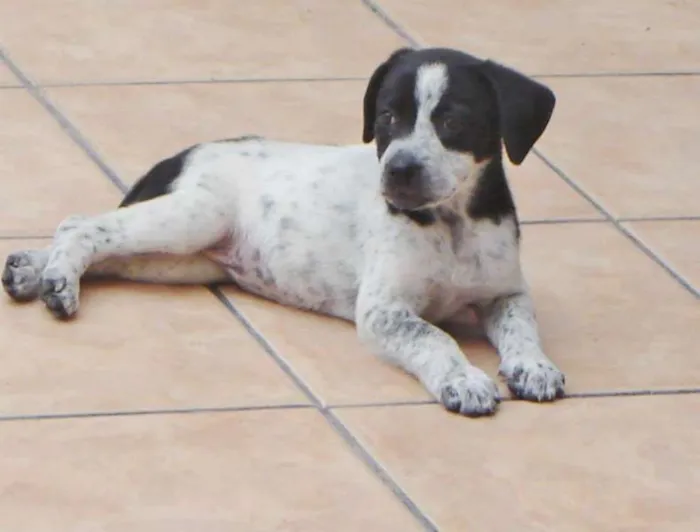 Cachorro ra a srd idade 2 a 6 meses nome ana rosa