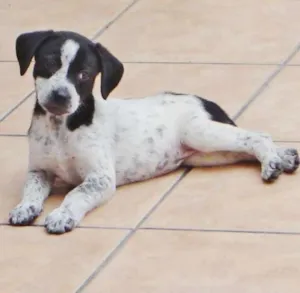 Cachorro raça srd idade 2 a 6 meses nome ana rosa