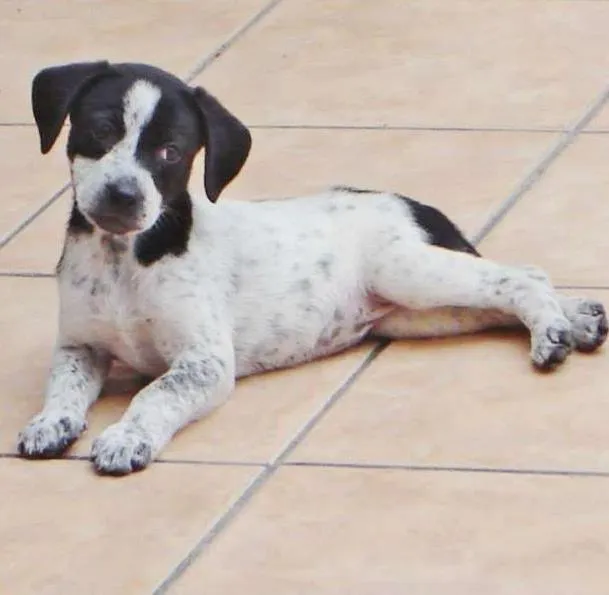 Cachorro ra a srd idade 2 a 6 meses nome ana rosa